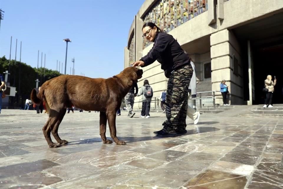 La Alcaldía aseguró que 20 perros fueron rescatados y aún hay 7 esperando un nuevo hogar.