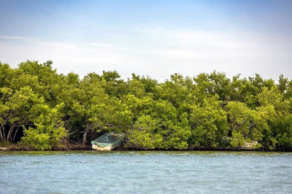 Tras acciones de regeneración natural y programas de conservación, Jalisco registra crecimiento de 67 hectáreas de manglar respecto al 2015.