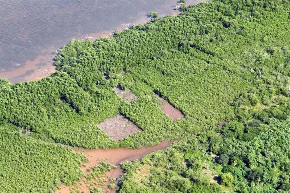 Conabio destacó el avance logrado en últimos 5 años en recuperación de manglares en México y llamó a reforzar la protección de ecosistemas.