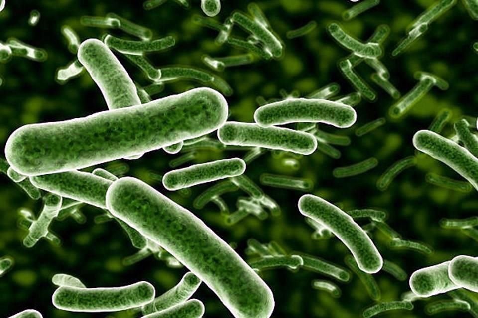 Klebsiella oxytoca BLEE positiva ha emergido como una preocupación en los hospitales debido a su resistencia a los antibióticos.