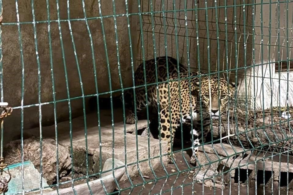 Un lepardo fue hallado en el rancho.