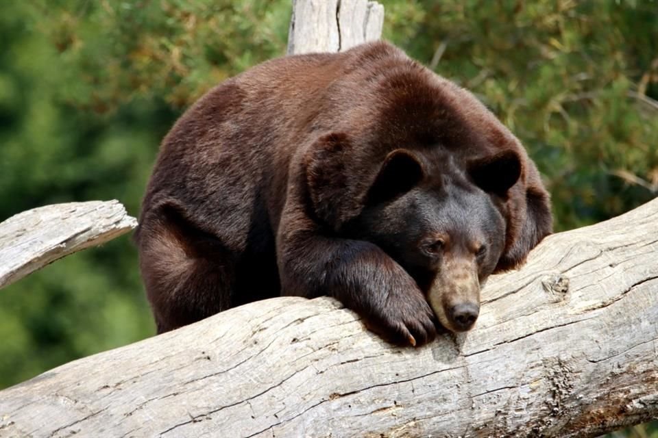 Un hombre de Virginia murió cuando cayó sobre él un oso que estaba en un árbol.