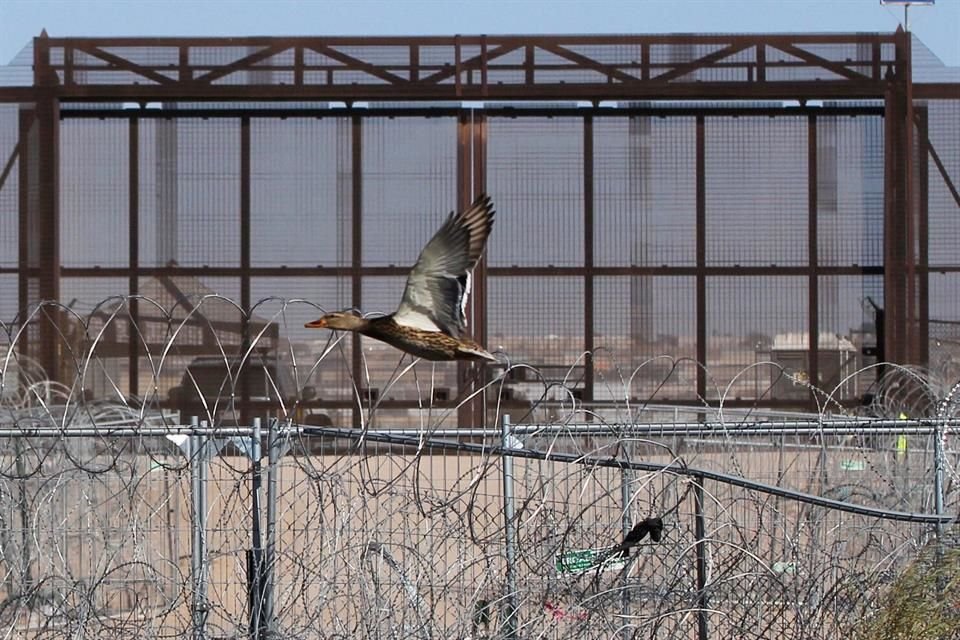 Un pájaro vuela junto a la frontera cerca de El Paso, Texas, el 9 de diciembre del 2024.