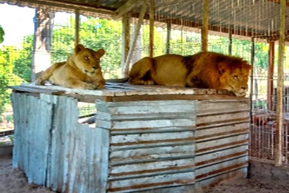 Dos ejemplares de leones fueron asegurados tras ser encontrados en un inmueble del municipio de La Huerta, Jalisco.