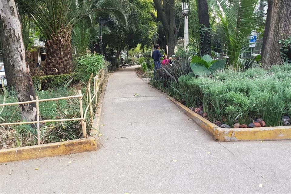 Vecinos de la Colonia Hipódromo renovaron la vegetación de camellones. 