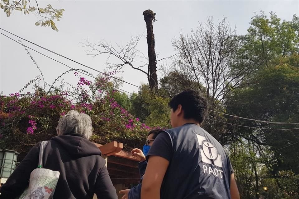 Vecinos y personal de la PAOT inspeccionaron esta semana el arbolado dañado.