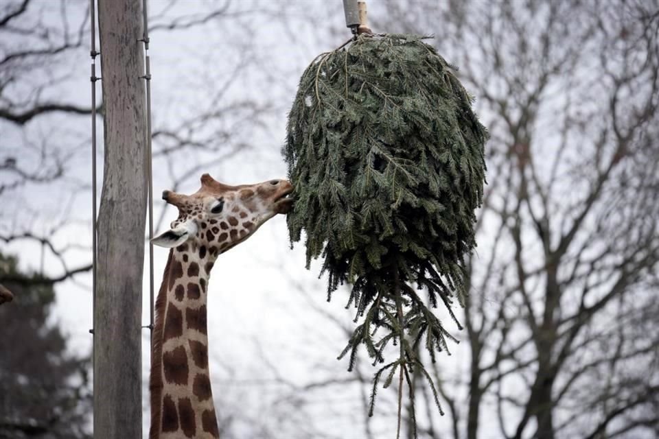 Una jirafa come de un árbol de Navidad en el zoológico de Berlín, Alemania.