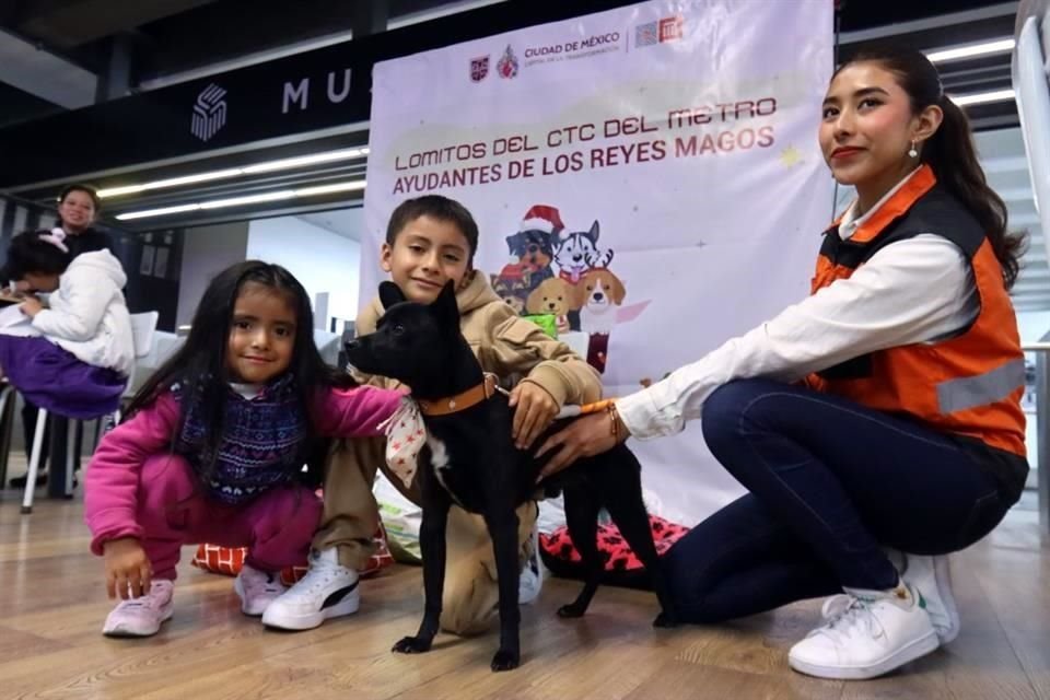 Los canes que están a la espera de una familia pasaron un proceso de rehabilitación y socialización.