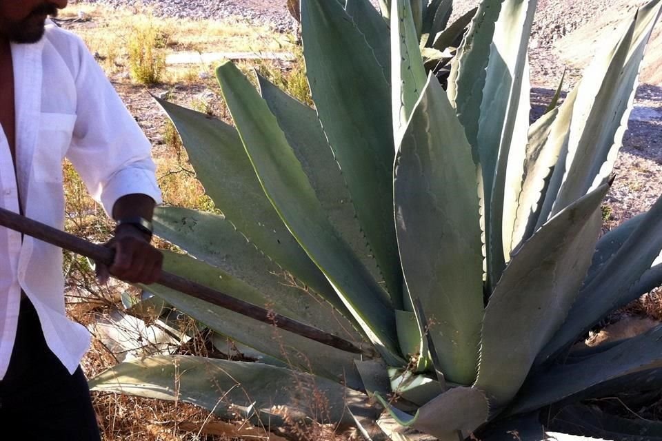 Las propiedades probióticas y antibacterianas del pulque, extraído del maguey, son estudiadas por investigadores de la Universidad Tecnológica de la Mixteca (UTM).