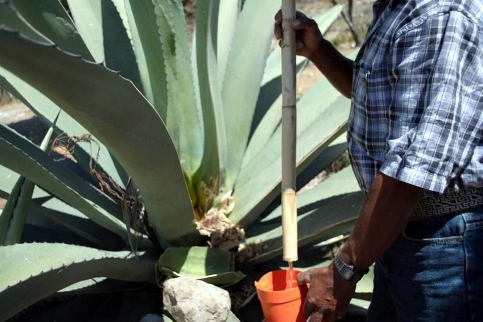 El pulque es una bebida rica en microorganismos a causa del proceso de fermentación del aguamiel mediante el cual se elabora.