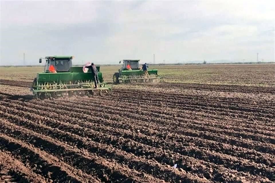 Agricultores de Tamaulipas reportan el encarecimiento de las siembras debido a un incremento repentino de los insumos.