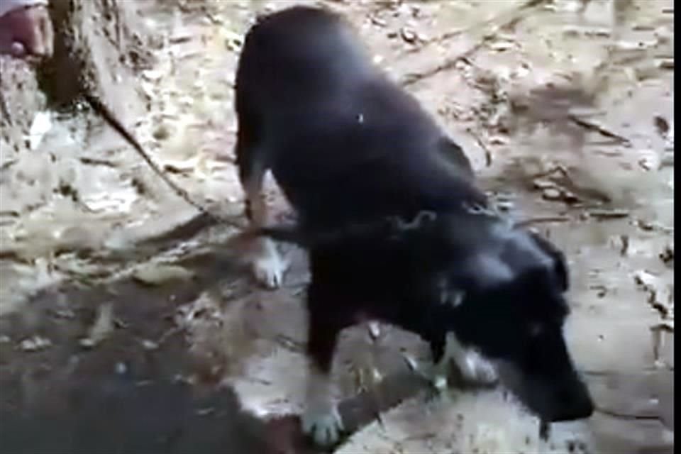 Los perritos son conocidos y cuidados por la comunidad de San Juan de Aragón, aseguran vecinos.