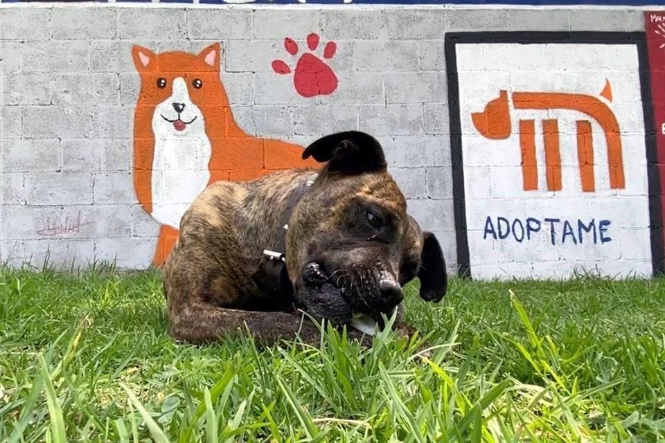 Cuco vive en el Centro de Tranferencia Canina, pero busca un hogar.