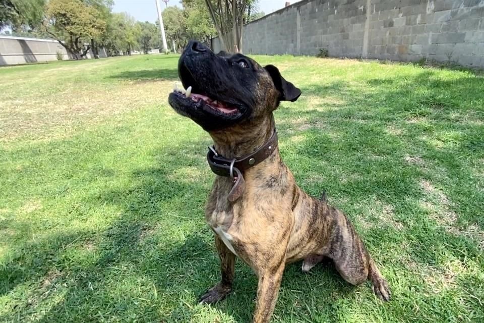 El perrito de seis año ha mostrado un comportamiento adecuado con otros canes.