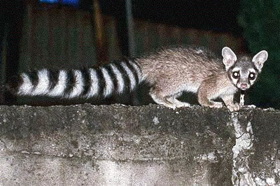 Los cacomixtles y los distintos ejemplares de fauna silvestre son residentes de la Ciudad y son una expresión de la diversidad biológica.