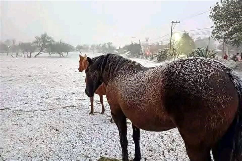 En Chiconquiaco y Las Vigas, en Veracruz, se reportó caída de aguanieve por las bajas temperaturas que envuelven al Estado.