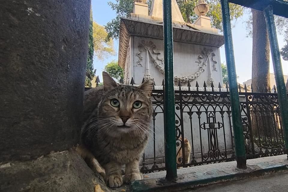 Activistas y vecinos tendrán horarios para cuidar de gatos que habitan en San Fernando. 