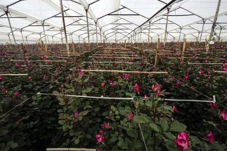 Un invernadero que produce flores para exportación a Estados Unidos, ubicado en Chia, en las afueras de Bogotá, Colombia.