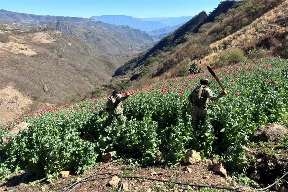 Autoridades estiman que con esas plantas se habrían producido 9 mil 875 kilos de opio y después unos 987 kilos de heroína.