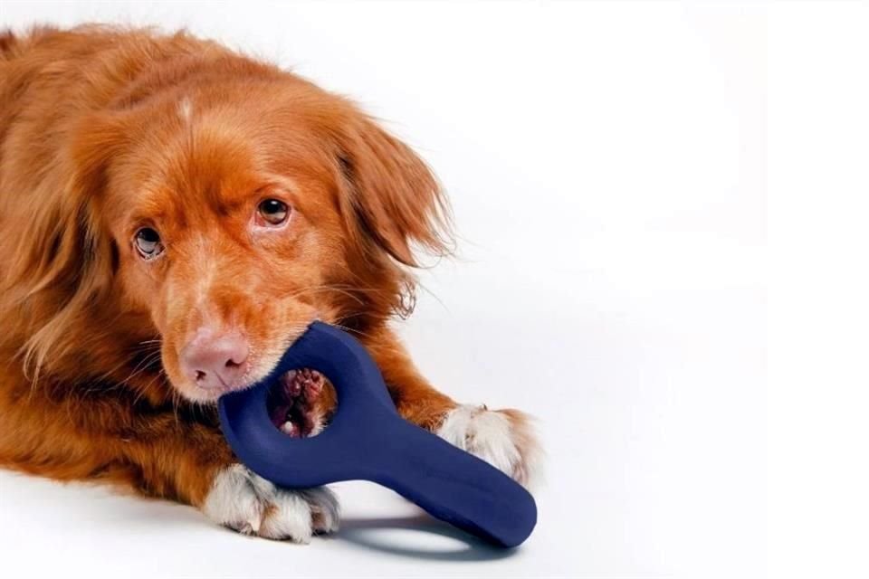 Los perros tienen ahora un accesorio con el que se divertirán.