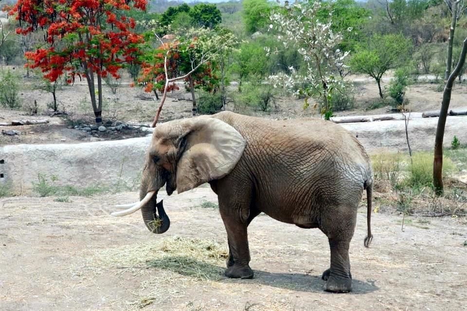 Elefanta 'Ely' vive en zoológico de San Juan de Aragón, en la CDMX, tras ser comprada en 2012 a un circo.