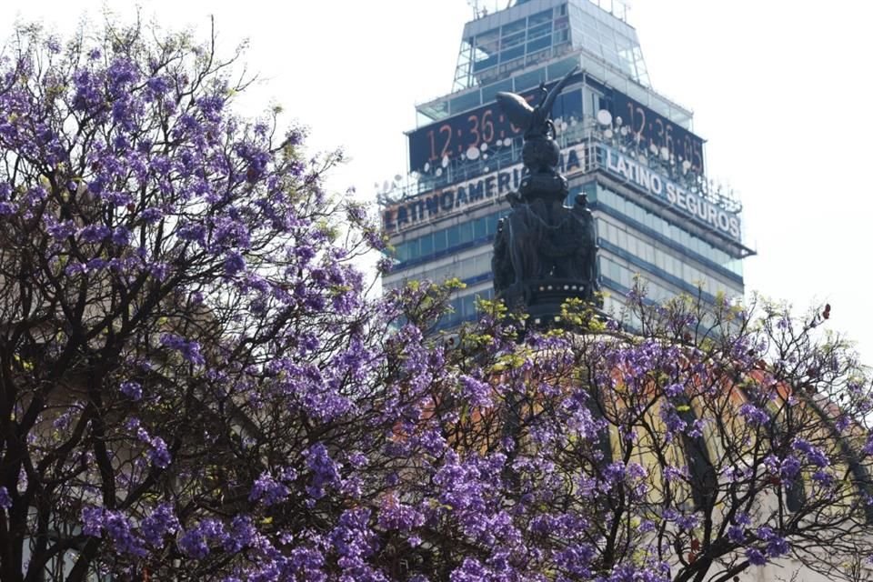 Pese a no ser un árbol nativo, las jacarandas son protagonistas de la primavera en las calles de la Capital.