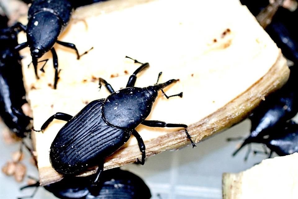 Grupo de escarabajos conocidos como gallina ciega (Phyllophaga obsoleta, Cyclocephala lunulata y Cyclocephala barrerai), que suelen reproducirse en pastizales de campos de golf.