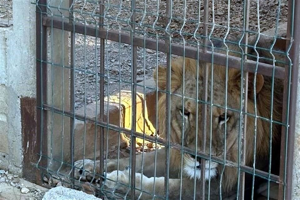 Un león y una leona fueron asegurados en un cateo a un rancho ubicado en Juchitán, Oaxaca, y serán puestos a disposición de las autoridades estatales correspondientes.