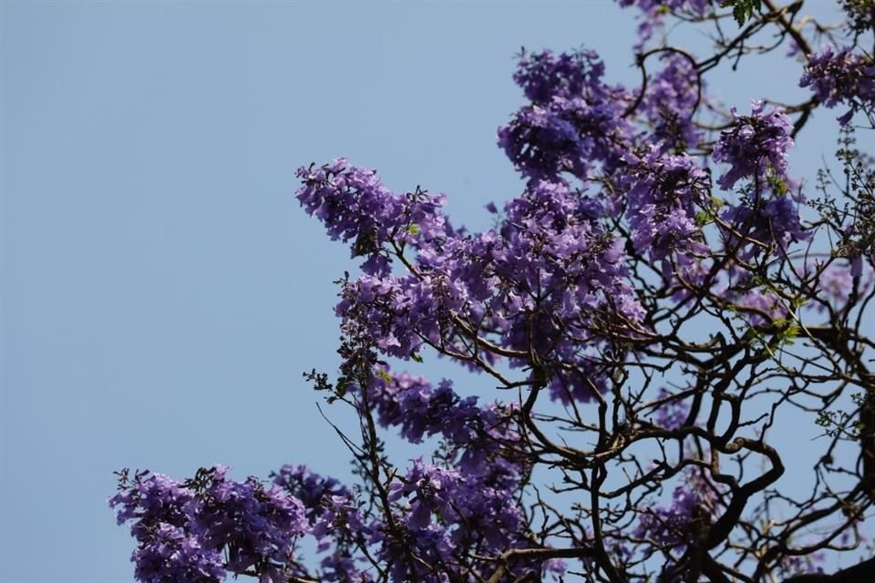 El florecimiento que se verá este año está relacionado con factores como la cantidad de agua que recibieron las jacarandas el año pasado.