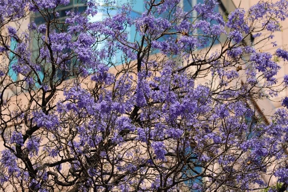 La jacaranda tienen propiedades antisépticas.