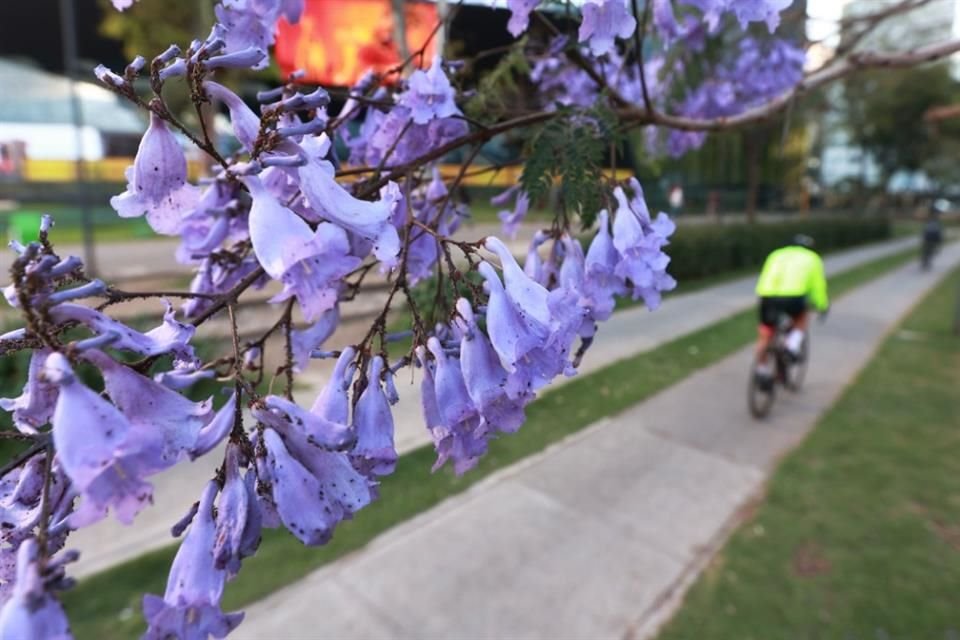 Sus hojas miden hasta 5 centímetros, mientras que sus flores son de entre 4 y 5 centímetros.