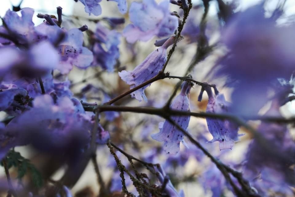 El líquido de la cocción de la raíz de la jacaranda sirve para expulsar toxinas y estimular el sistema inmunológico.