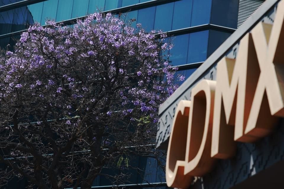 La introducción del árbol es atribuida a un inmigrante japonés, quien en los años 20 habría recomendado a autoridades de México plantarlo en calles de la Capital como una referencia a los cerezos.