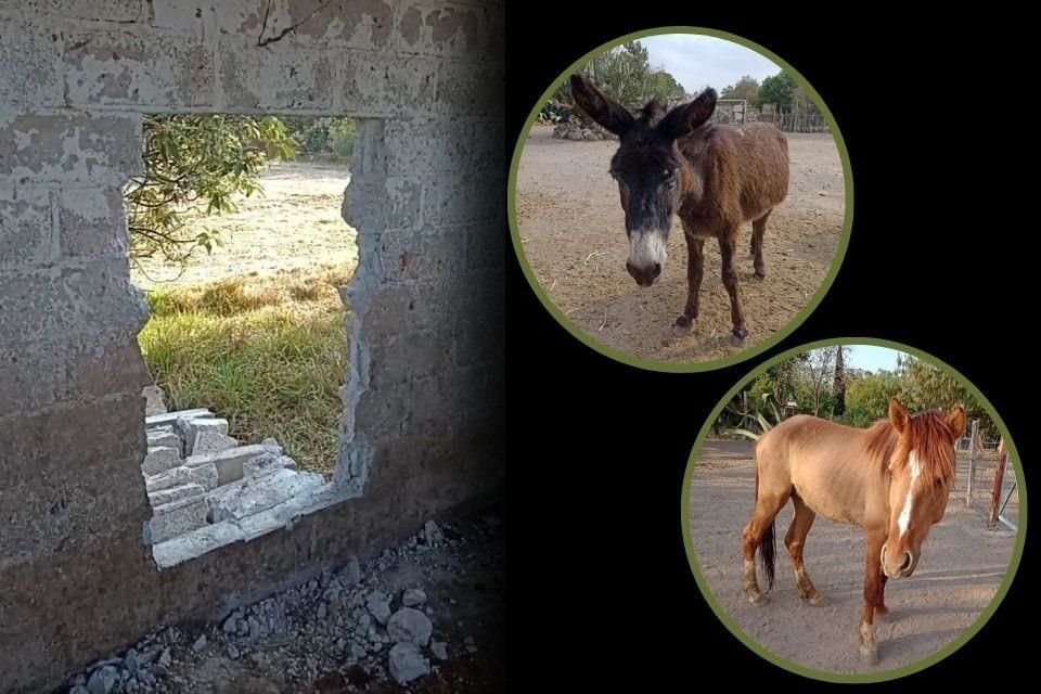 El santuario Burrolandia México denunció que dos burros y dos caballos fueron robados en Edomex a través de un hoyo hecho en una barda.