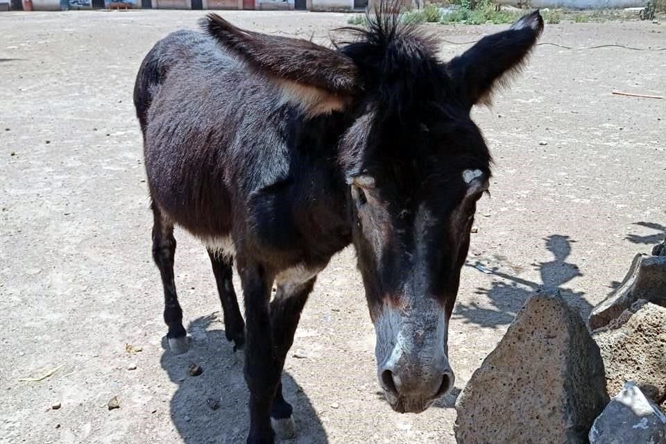 Dos burros y dos caballos, que tenían problemas de movilidad y de la vista, fueron robados del santuario.