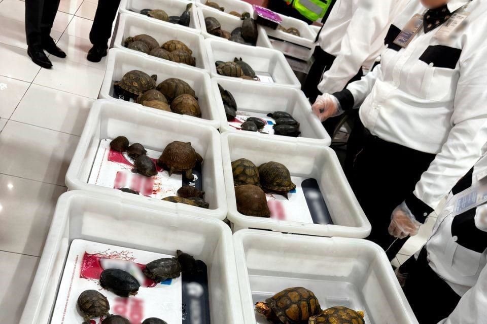 De los 137 reptiles asegurados en el Aeropuerto Internacional de la Ciudad de México, solamente una tortuga de caja fue encontrada sin vida.