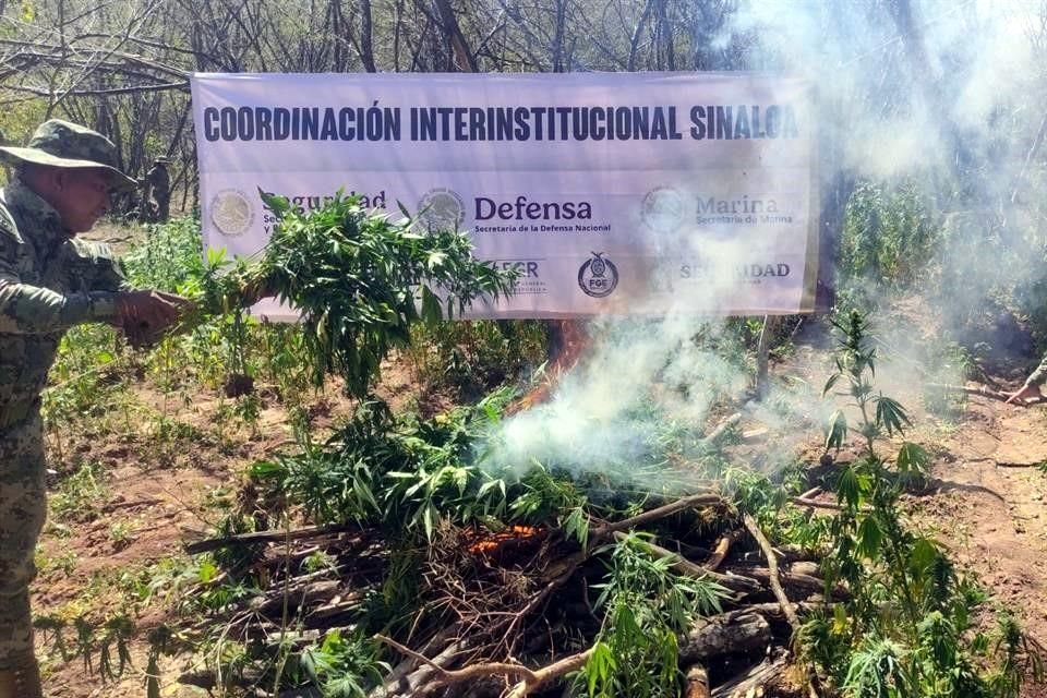 La Secretaría de Marina (Semar) en coordinación con la FGR, localizó y neutralizó dos laboratorios clandestinos y un plantío de marihuana en Sinaloa.