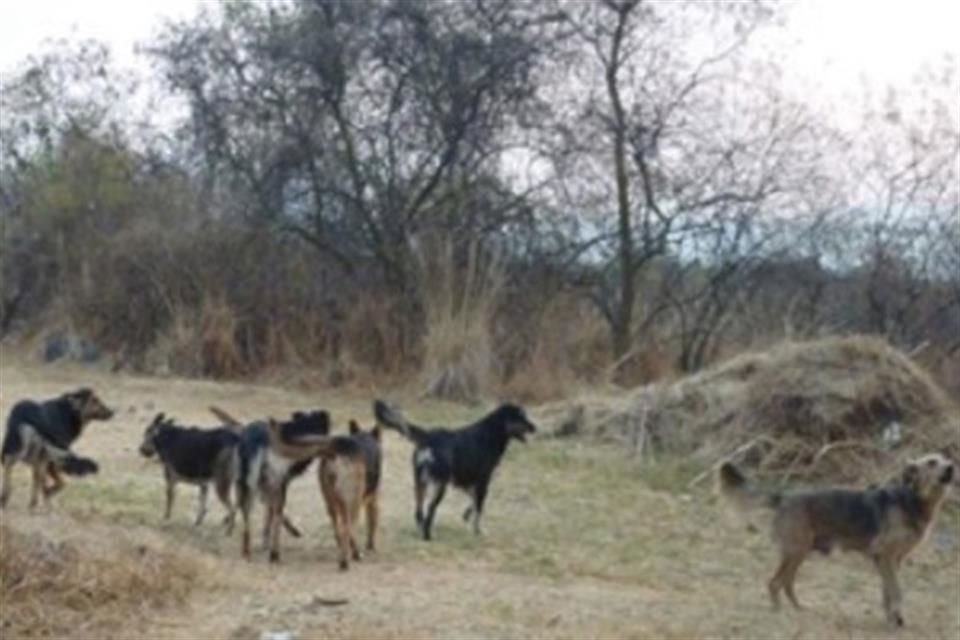 El estudio analizó la dieta de estas especies errantes dentro de la reserva, ubicada en Ciudad Universitaria.