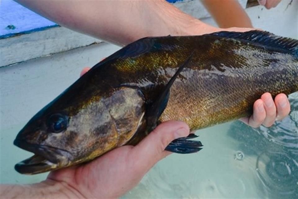 El Gobierno de México busca modificar la NOM sobre especies amenazadas para promover el aprovechamiento de la totoaba en hábitat de vaquita.