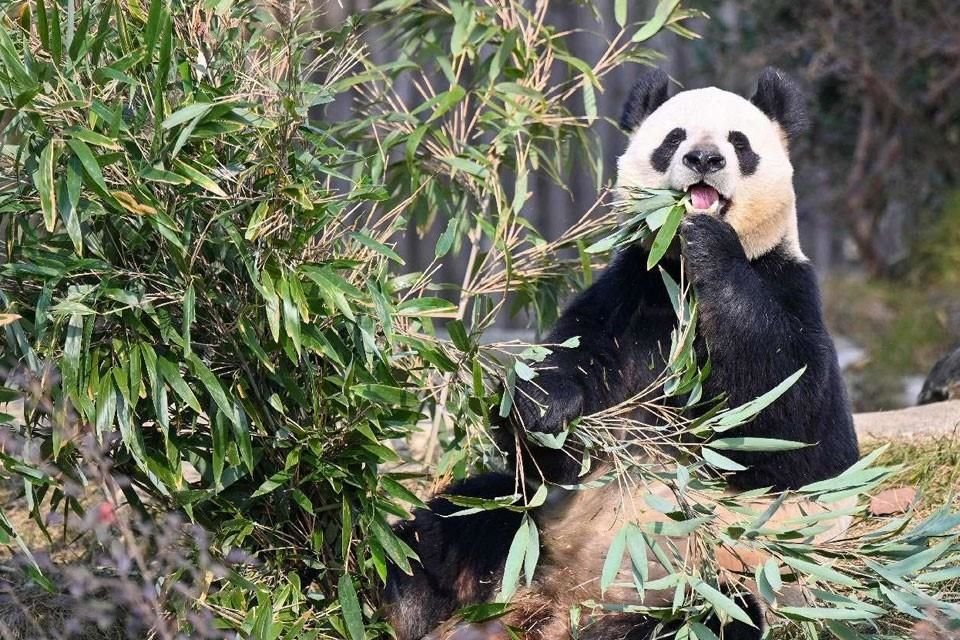 Un panda come bambú en la Base de Investigación y Cría de Pandas Gigantes de Chengdu, en la provincia de Sichuan, al sudoeste de China. 