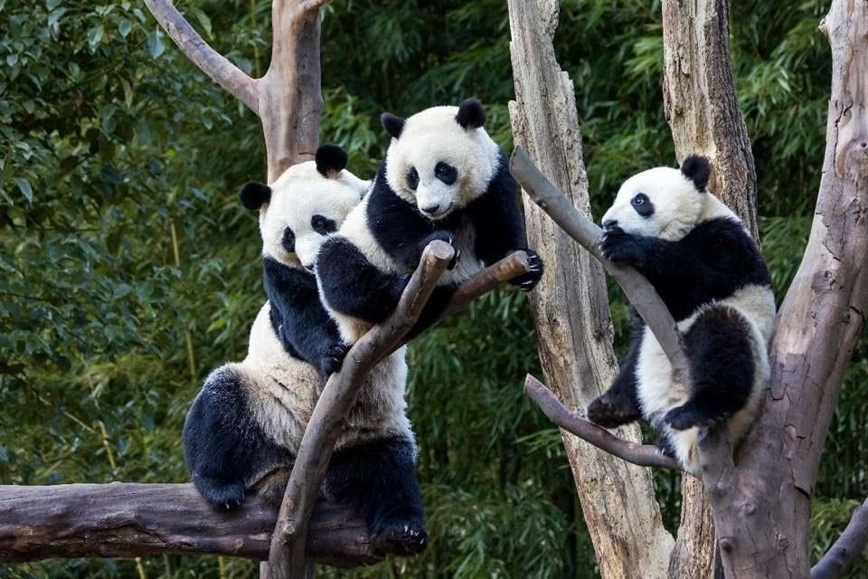 La foto muestra la base de pandas gigantes de Shenshuping, en la Reserva Natural Nacional de Wolong, en la provincia de Sichuan, al sudoeste de China.