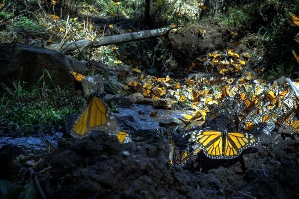 En la hibernación 2024-25, las mariposas Monarca se concentraron en 8 colonias, tres en Michoacán y cinco en el Estado de México; ocupando un total de  1.79 hectáreas de bosque.