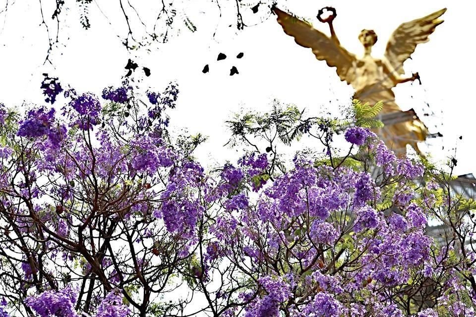 En la Ciudad de México el colorido lo ponen las jacarandas.