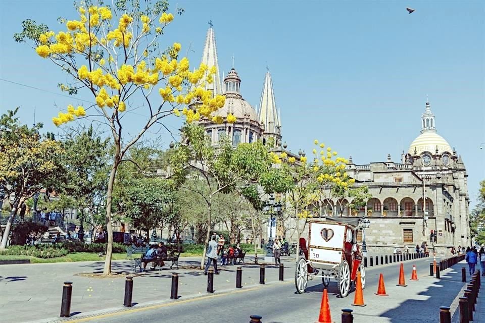 En Guadalajara destaca el 'ropaje' amarillo de los árboles Primavera.