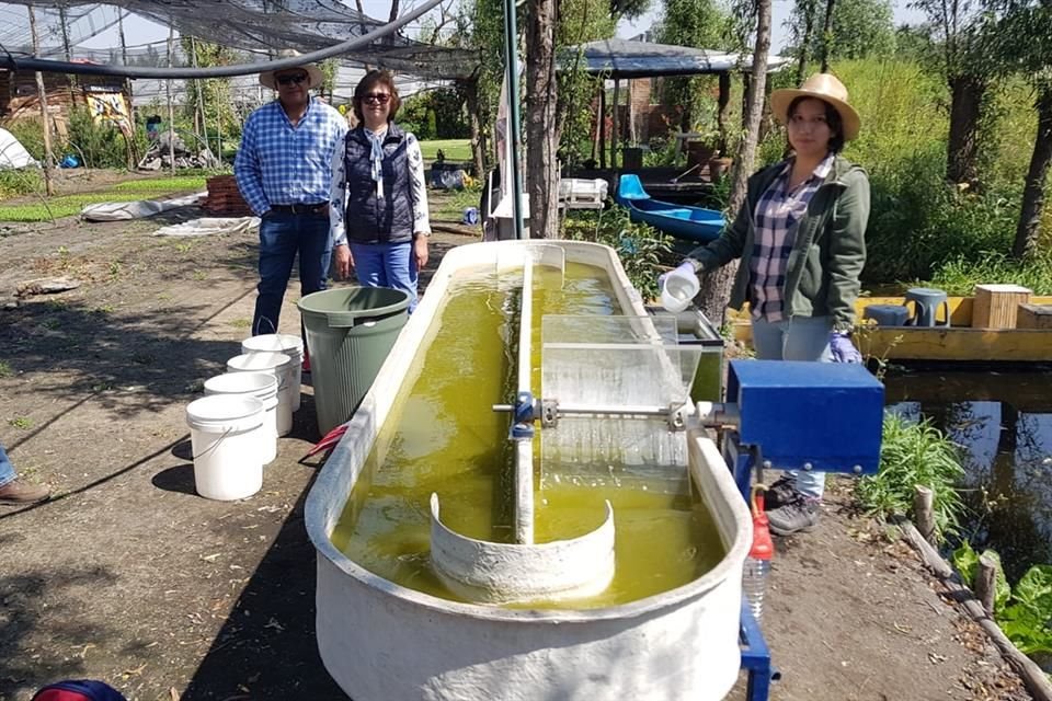 El reactor biotecnológico que se instaló en octubre en una chinampa de Xochimilco realiza una doble función.