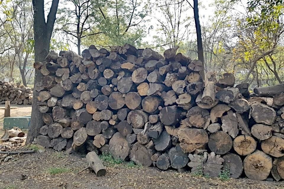 Troncos de árboles retirados yacen apilados en espera de ser seccionados en la zona de entrada a la Calzada Flotante.