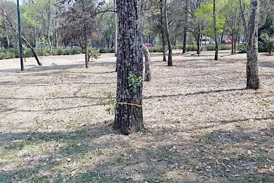 En la Pista de El Sope, eucaliptos muertos han sido marcados para su posterior retiro.