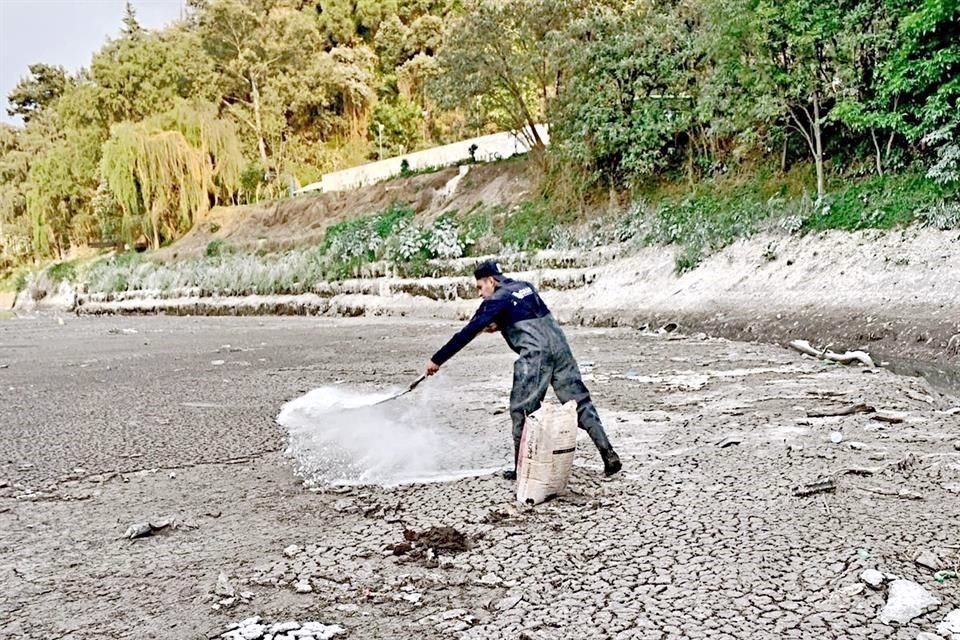 Autoridades señalaron que aplican cal viva para disminuir la pestilencia y matar bacterias.