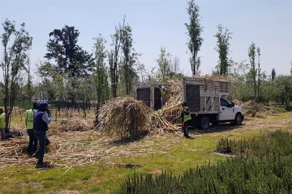 Cuadrillas de trabajadores se han dado a la tarea de remover vegetación seca para evitar que ocurran incendios.