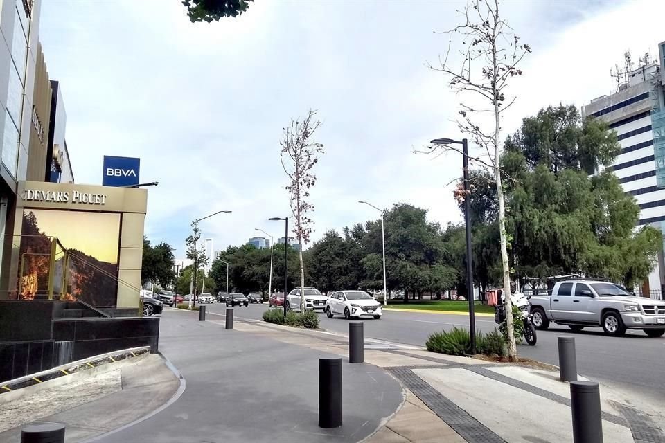 Algunos sicomoros de la Calzada del Valle, como éstos a la altura de Río Rosas están secos.